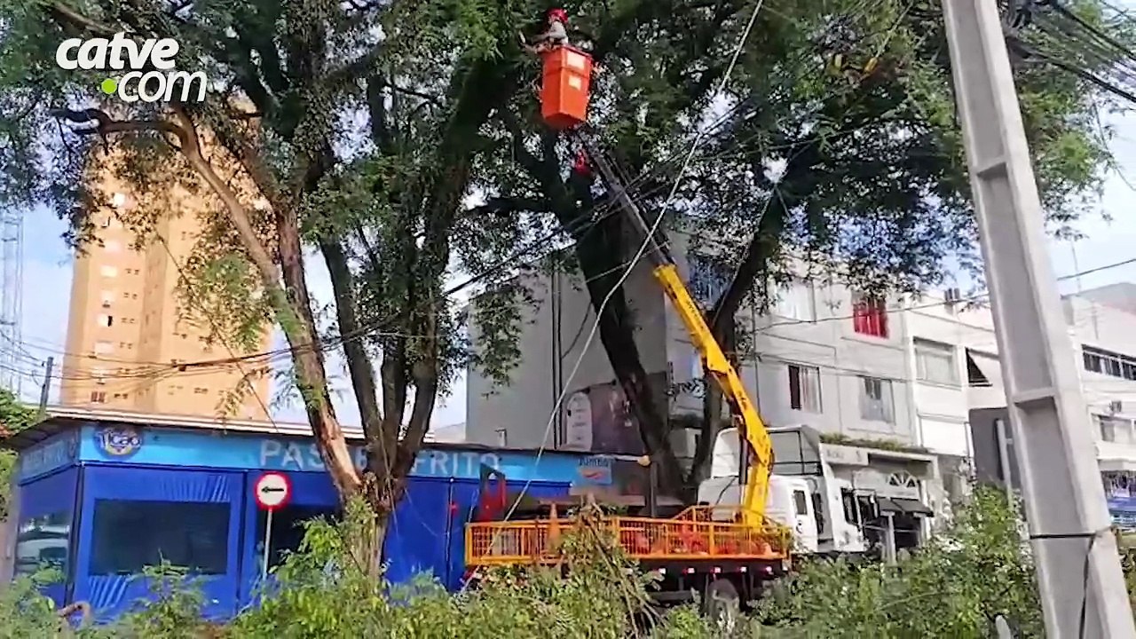 Equipes fazem remoção de árvore que caiu durante temporal em Toledo