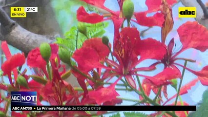 Eterno basural en Parque Caballero