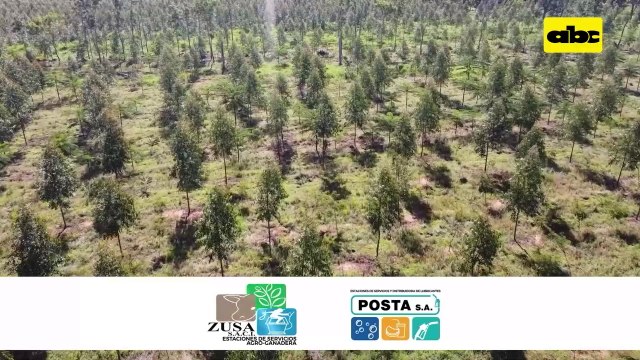 Investigación sobre combinación de árboles nativos con eucaliptos