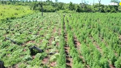 SENAD destruye 5 hectáreas de cultivos de marihuana en Amambay