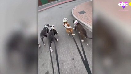 Mujer pasea perros
