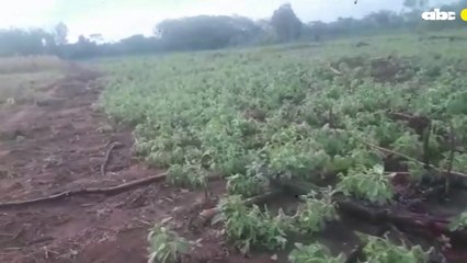 Granizada Destruyó Varias Hectáreas De Cultivos Agrícolas En Liberación