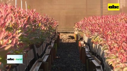 Prevenir la aparición de enfermedades en cultivos forestales