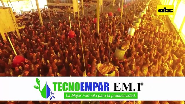 Importancia de las horas luz en la producción de gallinas ponedoras