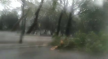 Árbol Caído Dentro De La Plaza Uruguaya