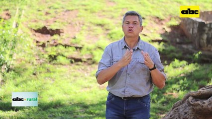 Ventajas del balanceado pasto guasú para terneros y vacas