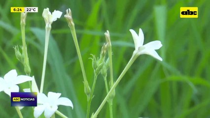 Basura y chatarra bajo viaducto