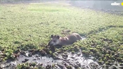 Un mborevi lucha por su vida