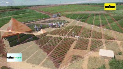 Manejo de enfermedades en soja