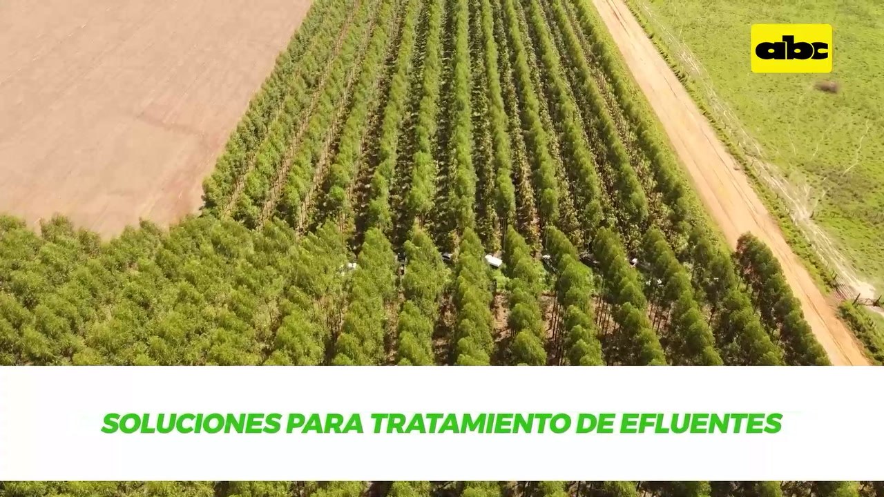 Pionero cuenta como inicio la reforestación en Volendam (II)