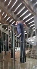 Turista español se hizo famoso en Paraguay por ingresar al estado del Club Olimpia