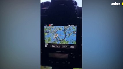 Pájaro campana: la historia detrás del épico video y la polca paraguaya