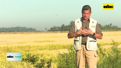Causas de pérdida de eficiencia de químicos y uso de biológicos