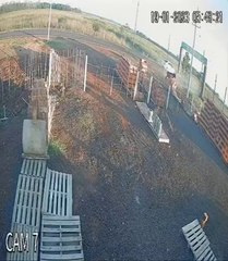 Vaca Voló Tras Ser Impactada Por Un Auto En Guirá