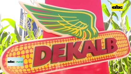 Maíz VT4 Pro con protección en raíces, tallo y hojas