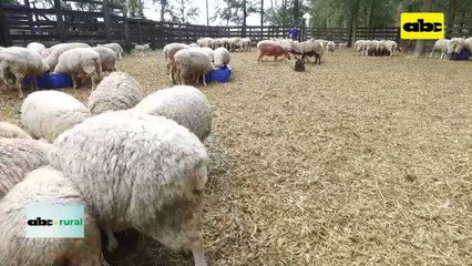 Aso de Criadores de Texel realizará su asamblea