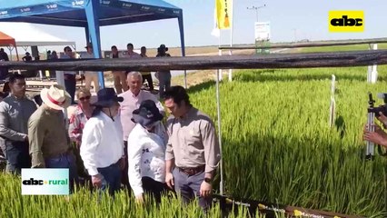 Rotación anual de arroz con soja en campos bajos