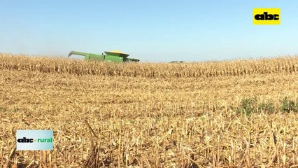 Récord de área de siembra, cosecha y exportación de maíz en 2022