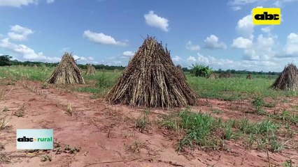 Sésamo Apunta A Superar Las 20 Mil Toneladas En Esta Campaña 2223