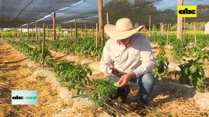 Uso de lupa con celular para identificar plagas y enfermedades