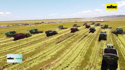 Desde BASF hablan de control de malezas en cultivos de arroz