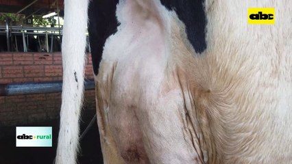 Evaluación de vaquilla de primera parto y su importancia