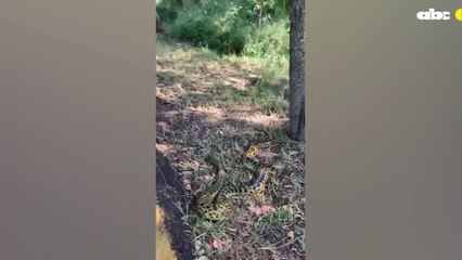 Filman a una kurijú en el Parque Guasu