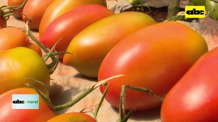 Nuevas variedades de tomate con mas resistencia