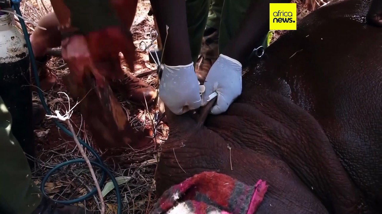 Le Kenya lance une vaste opération de marquage des rhinocéros noirs