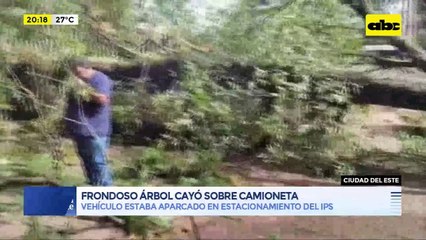 Frondoso árbol cayó sobre camioneta