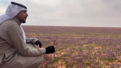 Miles De Flores En Desierto De Arabia Saudita