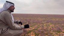 Miles De Flores En Desierto De Arabia Saudita