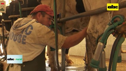Rutina de ordeño de vacas lecheras y la importancia del personal