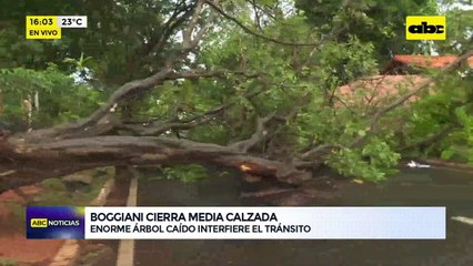 Enorme árbol caído interfiere el tránsito