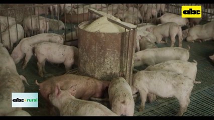 Video: Mejora exportación de carne de cerdo y también el precio