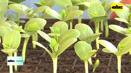 Uso de bioestimulantes y su diferencia en bandejas de pepino y melón