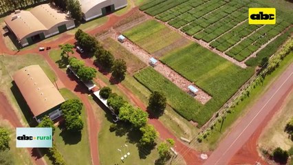 Video: Soja Great Seeds apunta sus variedades a Uruguay