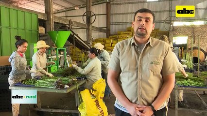 Video: Tubetes biodegradables para plantines y sus ventajas en el crecimiento