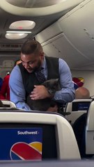 Gato à bordo: animal 'se perde' e vira atração em voo lotado