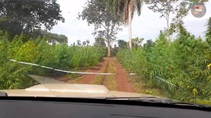 Operativo Nueva Alianza De Senad Causó Perjuicio De 67 Millones De Dólares Al Narcotráfico