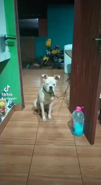 Broma con el perro Tigre