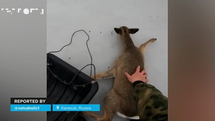 Dozens of roe deer are rescued from a frozen lake in Karasuk, Russia