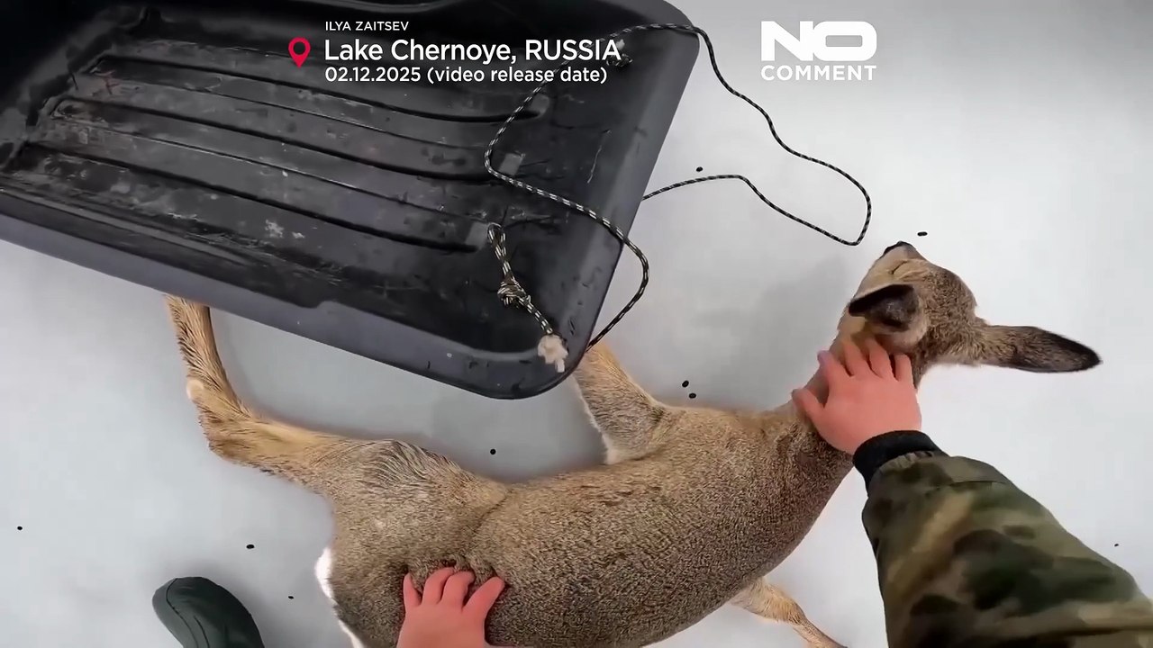 Einsatzkräfte befreien Hunderte Rehe aus zugefrorenen sibirischen Seen