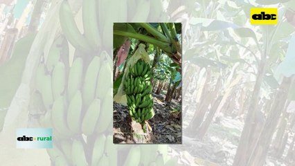 Video: Producción de banana en Tembiaporá puede aumentar con uso de tecnología