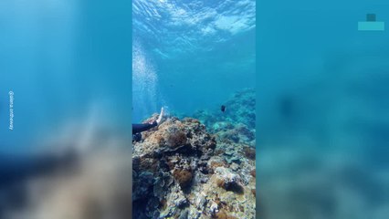 Triggerfish Chases Bubbles Made by a Diver