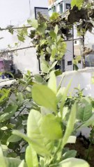 Dried Vine Still Producing Ridge Gourd 😅🌱 | Terrace Garden Update