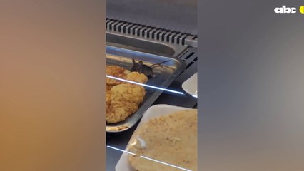 Intervienen Ante Aparición De Ratón En Supermercado