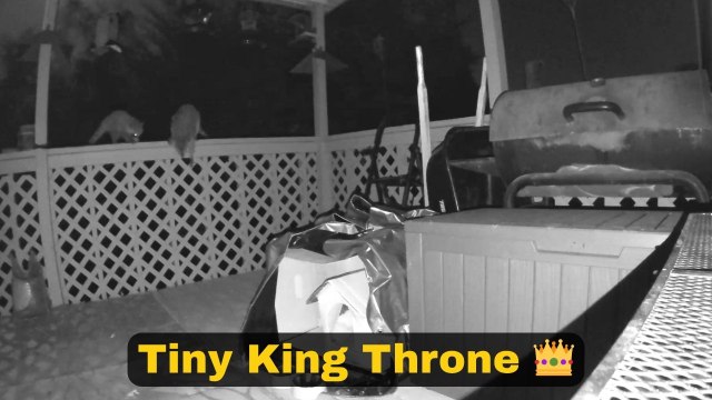 Clever opossum chooses safety over risk by using a step stool to leave porch area