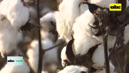 Video: Jornada sobre producción de algodón en el Chaco