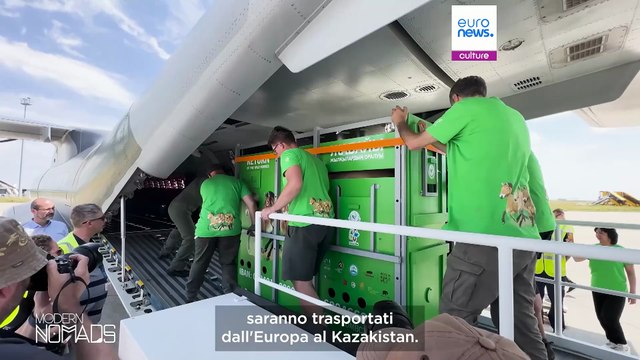 Il Kazakistan riporta i suoi cavalli di Przewalski, una specie in via di estinzione